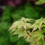 Acer palmatum (Tsuma Gaki) Japanese Maple